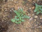Prunella vulgaris (seed)